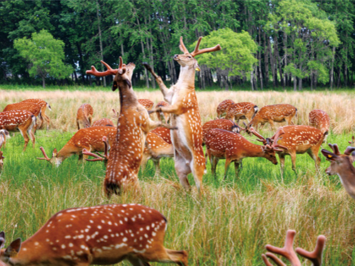 兴凯湖·梅花鹿
