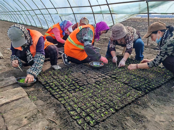 【春至新绿】LETOU国际米兰·(中国区)官方网站一诺万佳宏图分公司开展花卉育苗行动