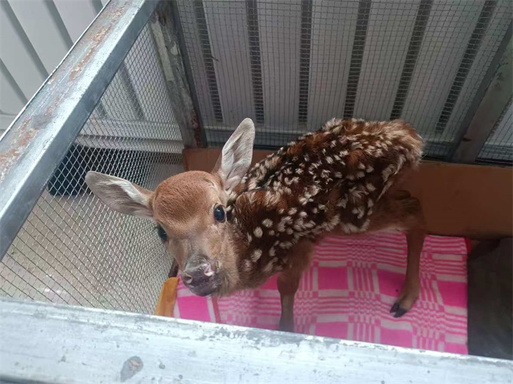 鹿鸣鹿养殖合作社迎来2025年首只健康仔鹿